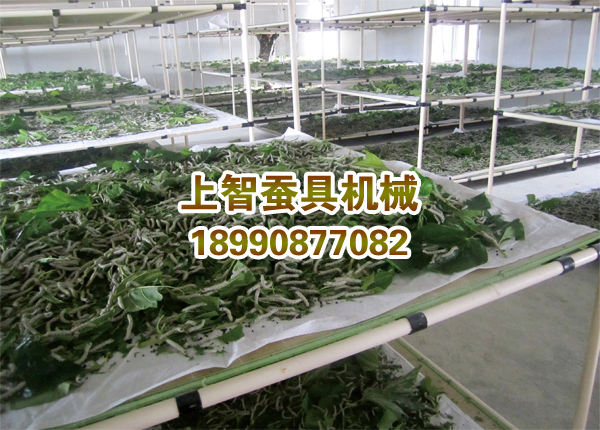 151376032783452318.jpg 大蚕饲养设备.jpg