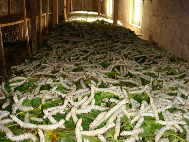 151511886790332673.jpg PicOnline_20071119155438_ab2fc07c-3fa3-42c4-bdd4-651de2a1965f.jpg