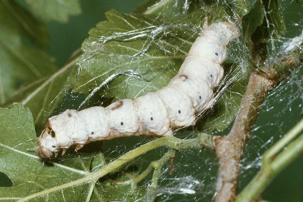 151658773226158640.jpg 25152832170.jpg