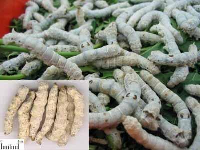 151675825188333698.jpg u=92042373,1618978733&fm=27&gp=0.jpg