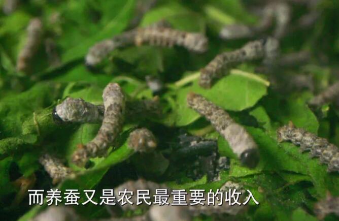 小蚕成活率低、蚕茧大小不均，养蚕高手破解难题